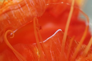close-up shot of disco clam mantle