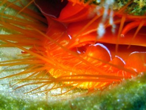 Disco clams (Ctenoides ales) live in small crevices at up to 20m below the ocean's surface.