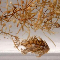 sargassum fish and seaweed in container