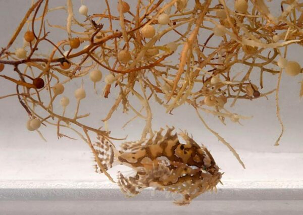 sargassum fish and seaweed in container