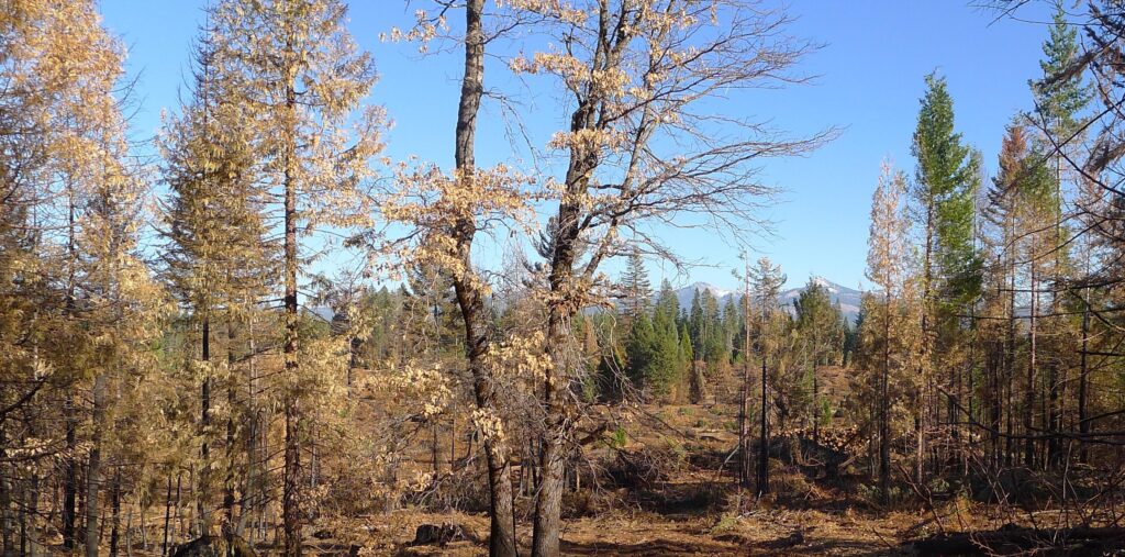 Fire Emission Estimation Informed by Spectral Data