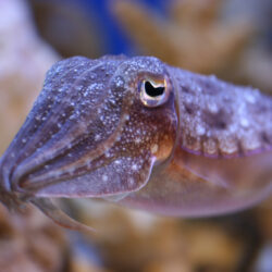 Small purple cuttlefish