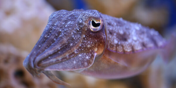 Marine Biological Institute Captures High-Speed Octopus, Cuttlefish Camouflage with 16-Band Multispectral Video Camera