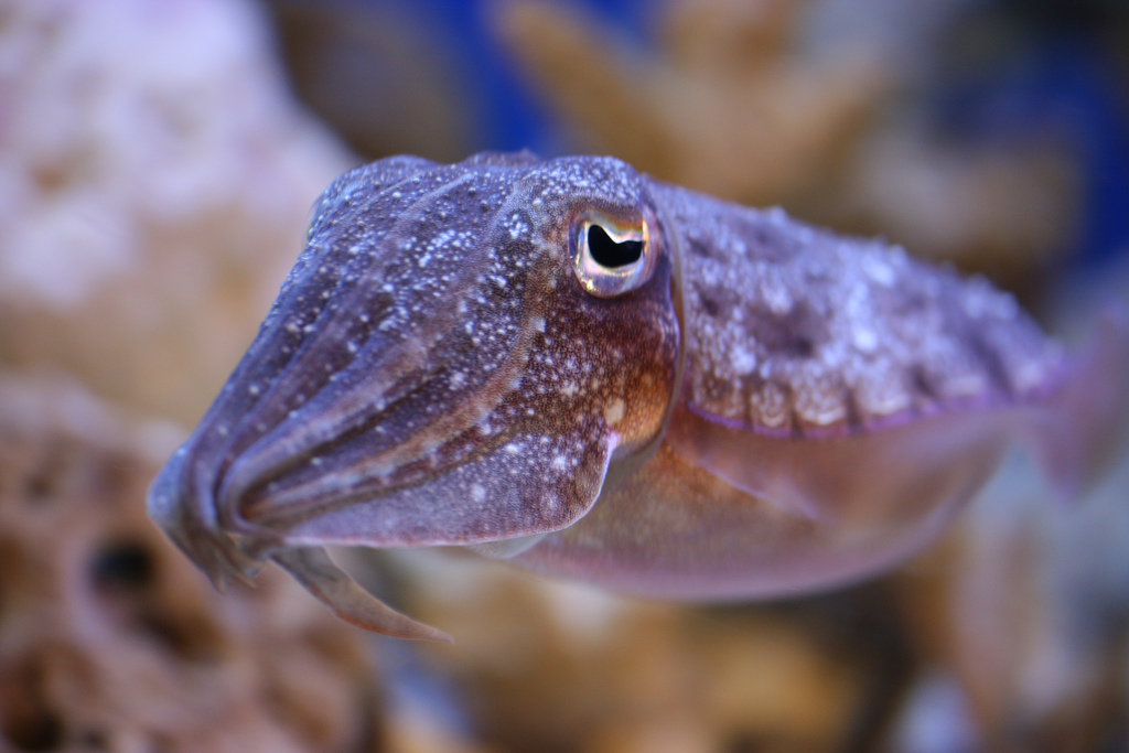 Small purple cuttlefish