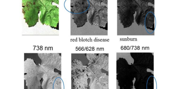 Detecting red blotch disease in grape leaves using hyperspectral imaging