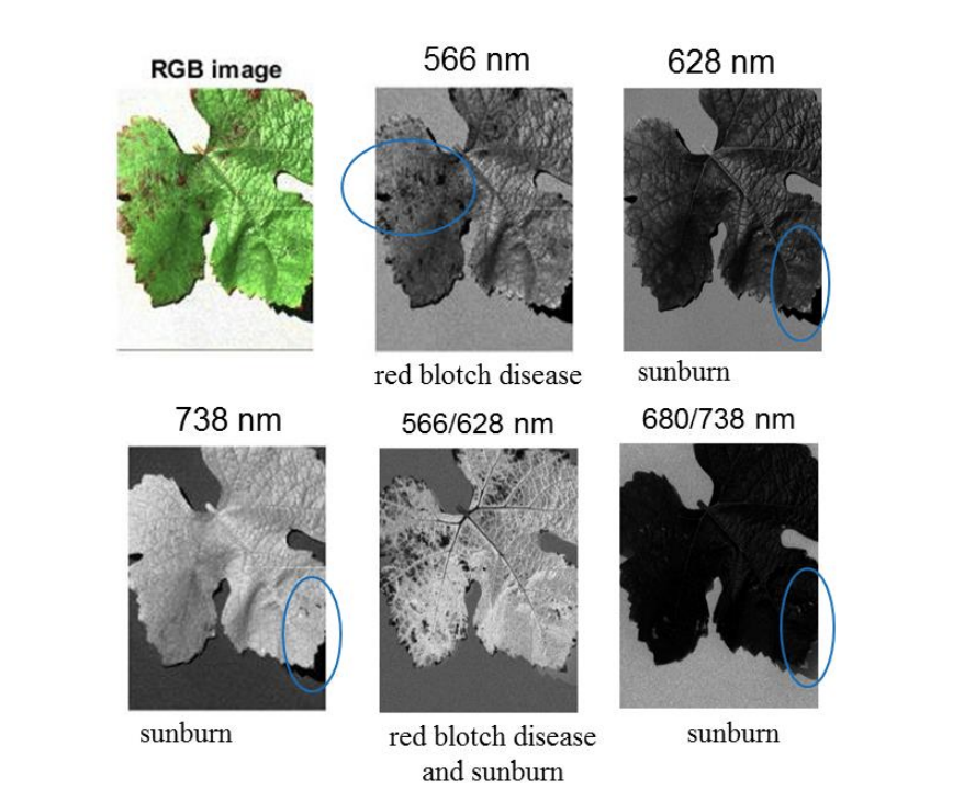 Detecting red blotch disease in grape leaves using hyperspectral imaging