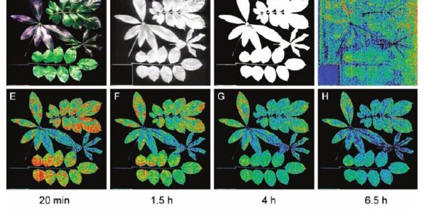 Precision Agriculture and Hyperspectral Sensors: Monitoring Against Drought, Disease, and Nutrient Stress