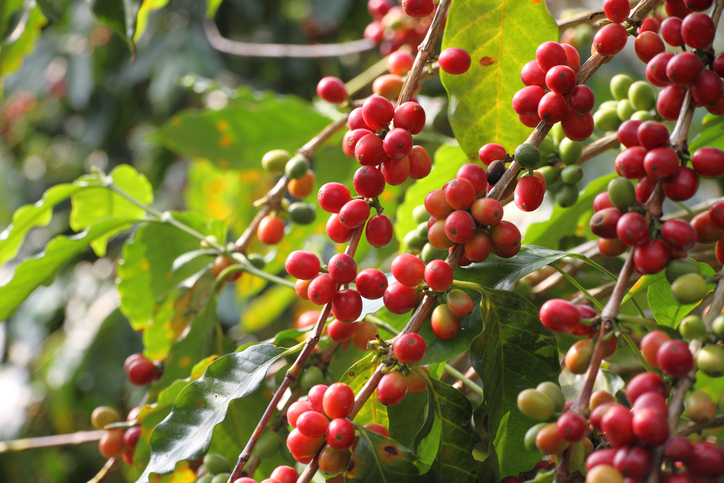 Coffee cherries