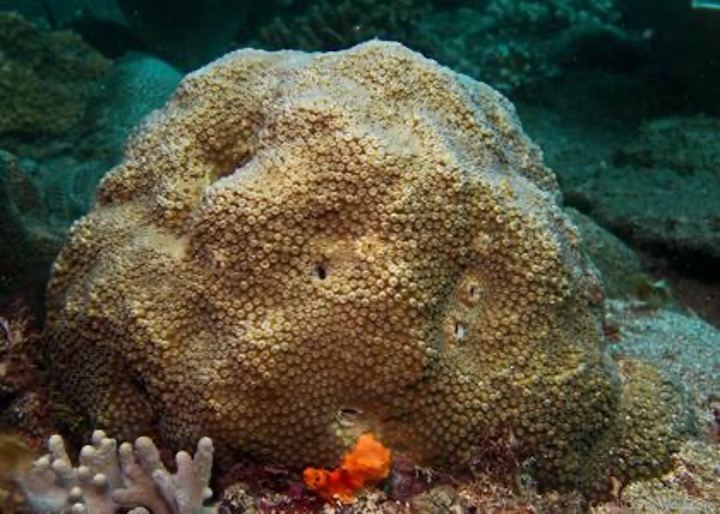coral-hyperspectral-imaging.jpg