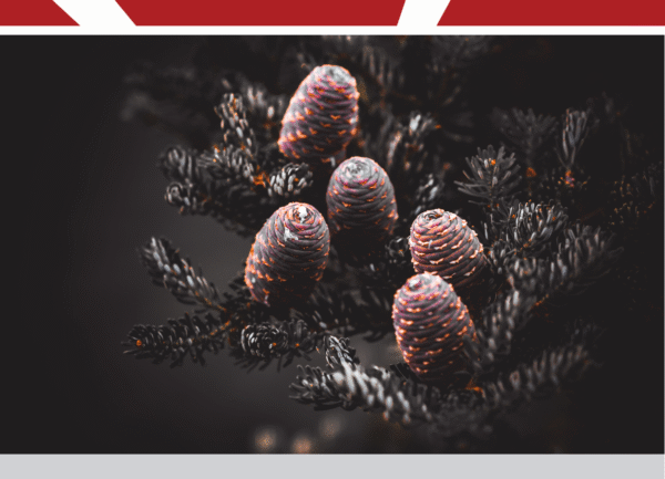 Abies fargesii tree species