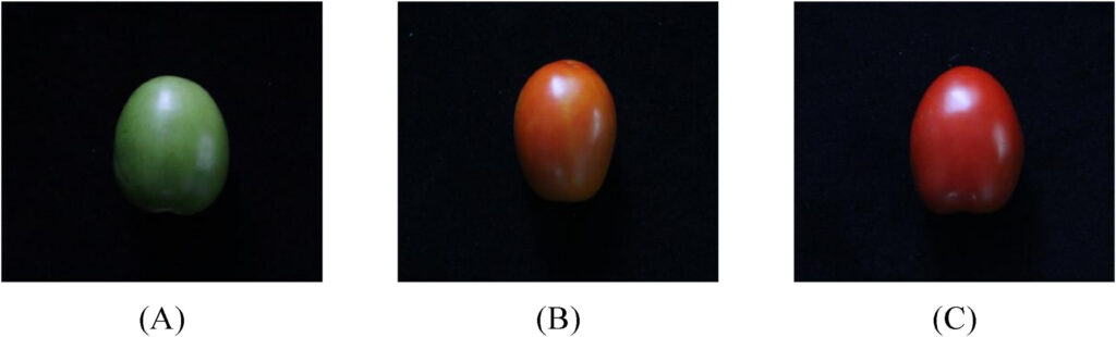 RGB image of processing tomatoes at three maturity stages.