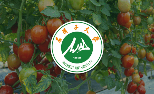 Shihezi University logo over tomatoes growing in a field